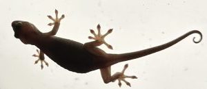 株式会社iTech（ｱｲﾃｯｸ）